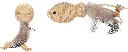 jouet balle et poisson plume.webp