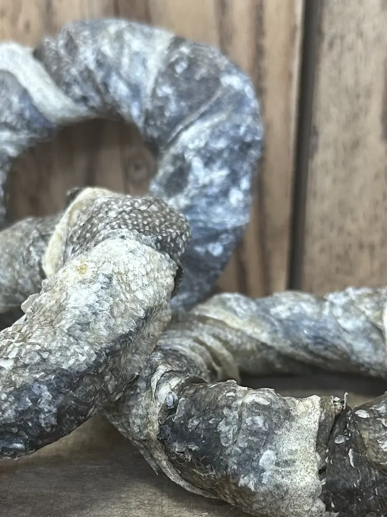 POISSON DONUTS ZOOM.webp