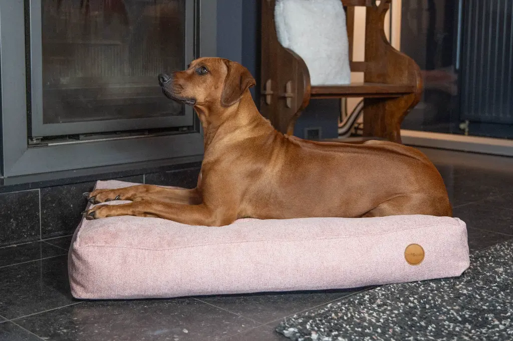 LI DE CHIEN ROSE 100-70 2.webp