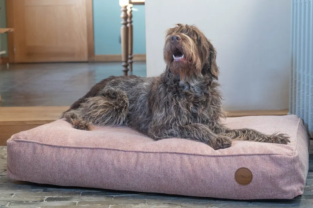 LI DE CHIEN ROSE 120-80 2.webp