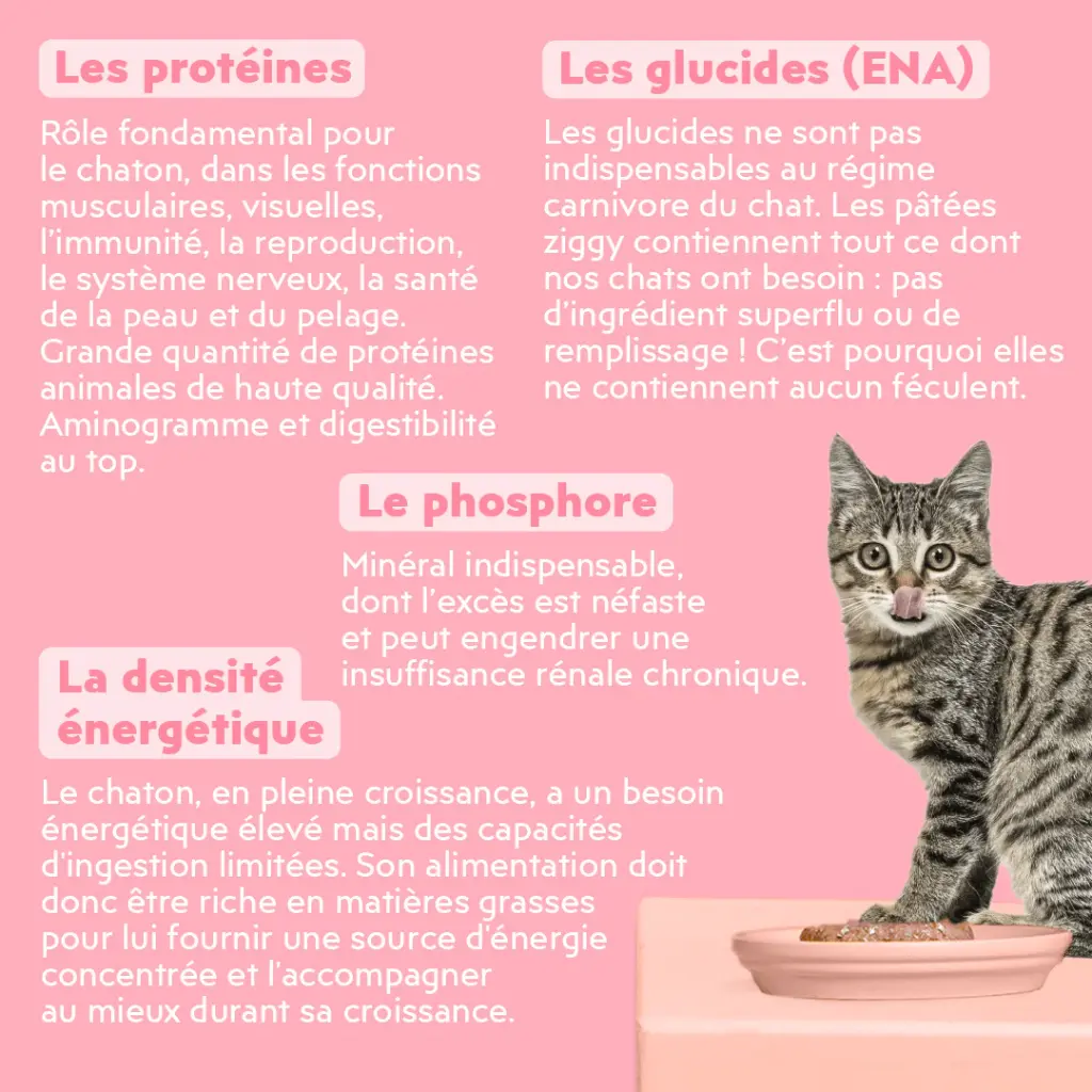 Pâtée chaton 3.webp