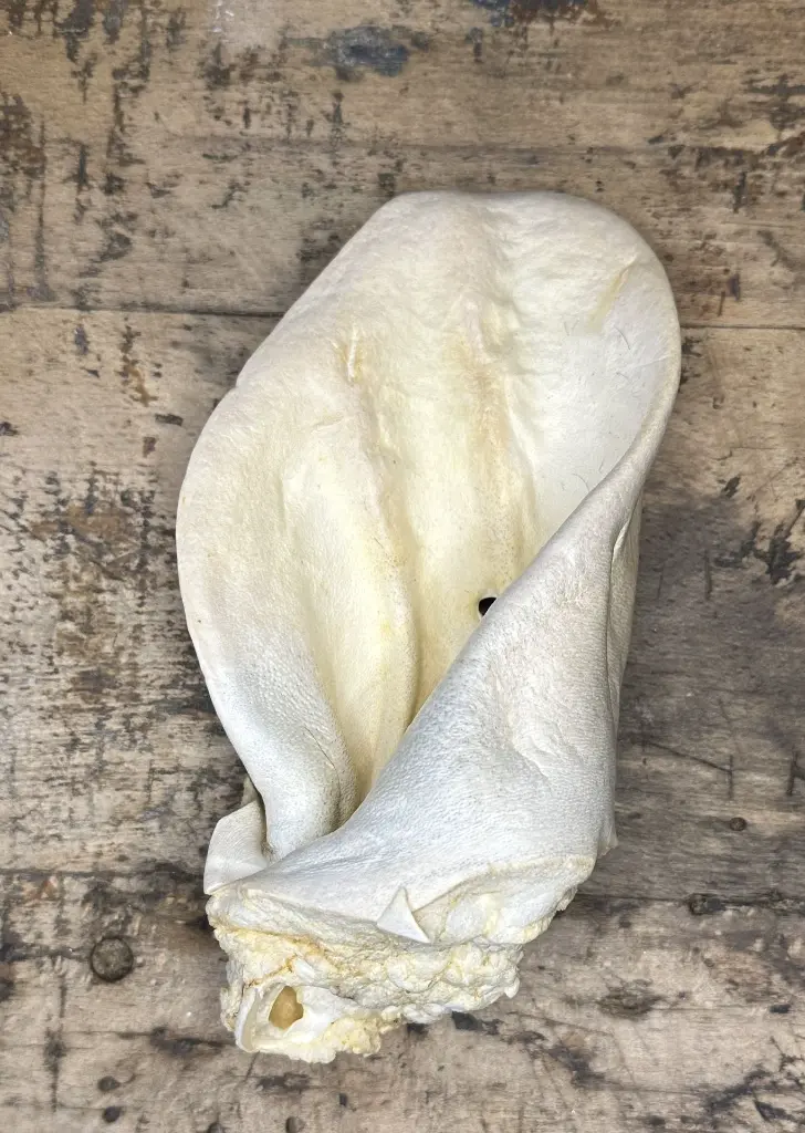 OREILLE DE BOEUF SOUFFLEE.webp