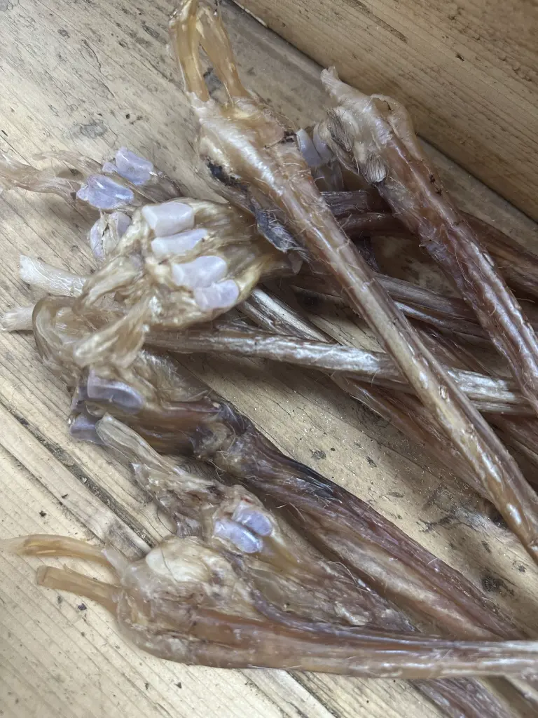 CERF TENDONS ZOOM.webp